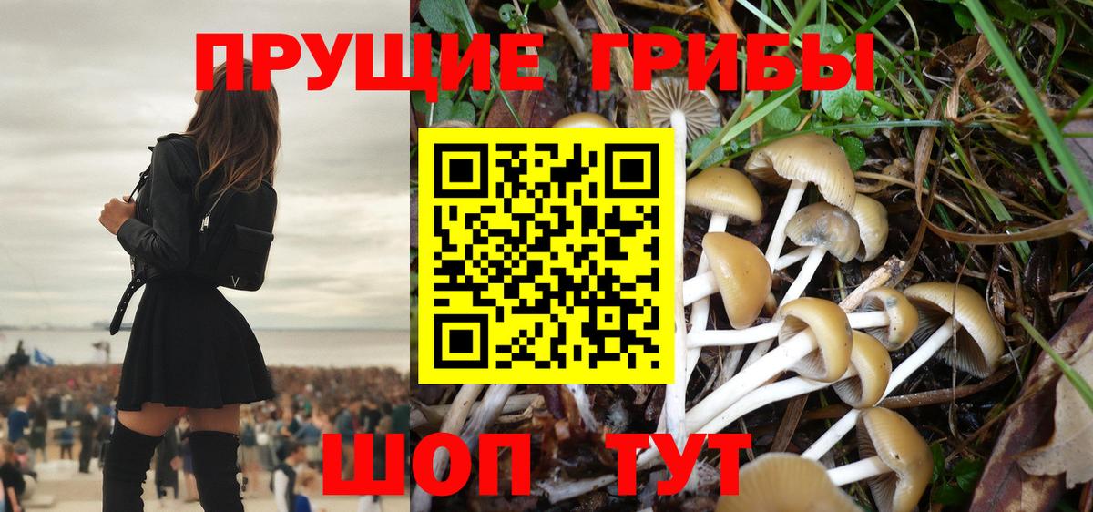 Галлюциногенные грибы Psilocybe Шарыпово